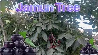 Jamun Tree In Los Angeles California | Jamun Season | Java Plum Tree In California |