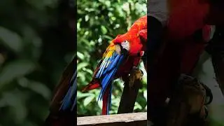 Siente los sonidos de la selva peruana 🇵🇪🌿🔊. #asmr #peru #selvaperuana #iquitos