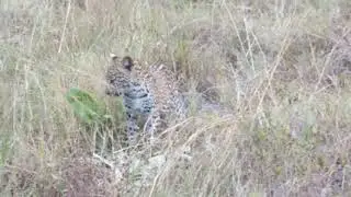 Exceptional leopard  sighting with her four-month old cub