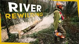 We’re chainsawing healthy trees into rivers - here's why