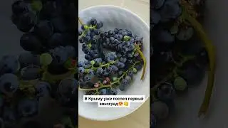 В Крыму уже поспел первый виноград 😍😋 #блогер #путешествие #сад #еда