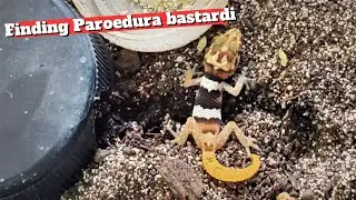 Finding Paroedura bastardi  | a beautiful 'micro' gecko
