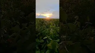 Стан сої Кентуккі на 7.08.24 р.