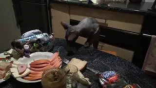 Кошка сфинкс охотиться на колбасу со стола 