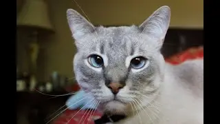 Cross eyed cat King Henry meowing for his breakfast #viral #trending #cat #cats #funny