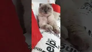 туда..где ты🥰🤗#cat#cuteanimal#котики#смешныекоты#смешныекошки#