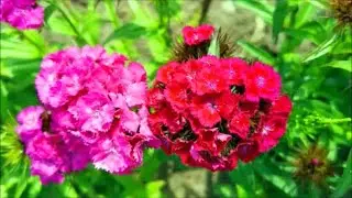How to Grow Sweet William Dianthus from Seed