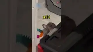 Щенок Не Хочет Ложиться Спать 🤣🤍 