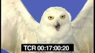 Hedwig the snowy owl flying back to Hogwarts