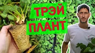 What types of seedlings are there? Their types and differences.