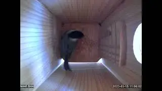 First visitor to the nest box