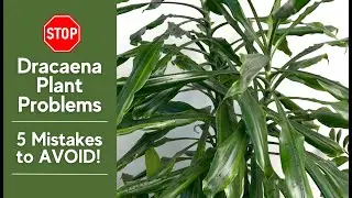 ✅ Dracaena Care Problems ❌ 5 Mistakes to AVOID & How to Fix Them! | Dracaena Plant Care