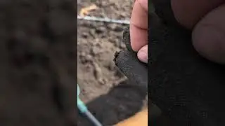 Трактор виорав ЗОЛОТО🤯