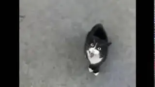 Если ты счастливый котик!