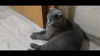 Почему у кота два лотка? Открываем секрет. Как приучить кота к лотку. #funny #loki #lokicat #cat