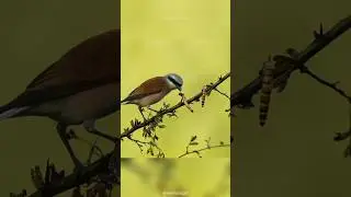 Тёмная сторона сорокопута