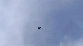 Серпастые голуби Сергиенко Д.С. 12.06.2020