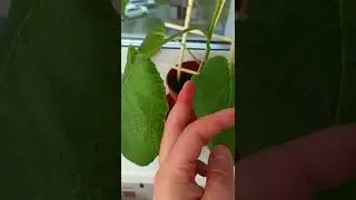 Как избавиться от укуса медведки. Последствия укуса