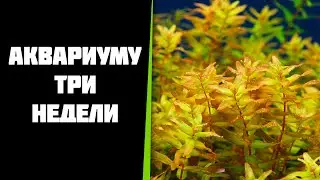 С момента запуска аквариума прошло три недели.