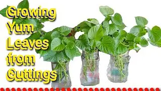 Growing Water Spinach Sweet Potatoes or Kangkong from Cuttings
