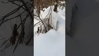 Глухарь альбинос выбирается из снега.