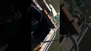 Сазанчик в гирле