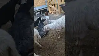 Барани в зоопарку. Рингтон на телефон) #zoo #animals