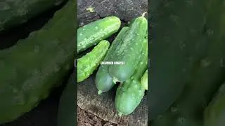 Cucumber Harvest