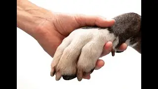 Why work for VetLove?