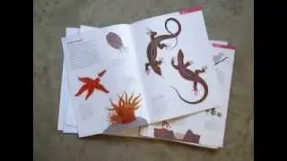 The Animal Book by Steve Jenkins