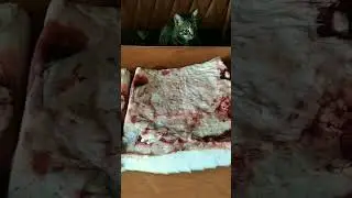 #shorts # Коты и салоl Покупка сала на 1200 рублей