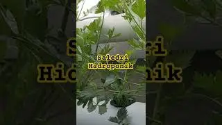 Saledri Hidroponik //cara mudah skala 100 lobang tanam