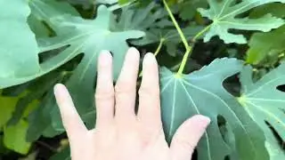 Es besteht der Verdacht, dass meine Feige (Ficus Carica) „Jannot“ falsch deklariert wurde