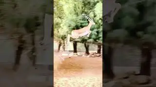Magic Wildlife deer #animals #shorts