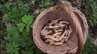 Сморчковая шапочка уходит