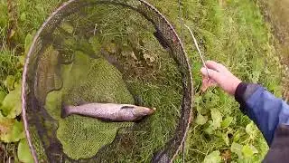 Lough Neagh Trout takes the tube fly.