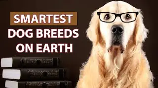 Smartest Dog Breeds On Earth