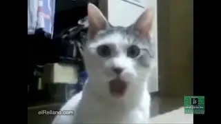 Gato vocalizando (Alvaro Clemente)
