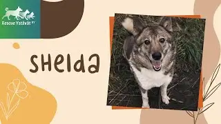 Sheida