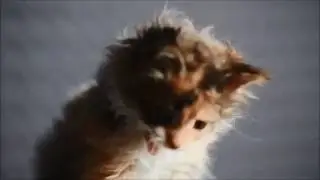 Котейки =^_^= | Cats | Котята :3  Колыбельная для Беллы