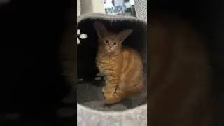 Котозаяц😻 