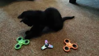 Little cat learns to stop the Fidget Spinners