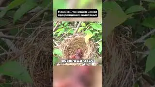 Why did the mother fly away in the middle of the rescue? 🤯 