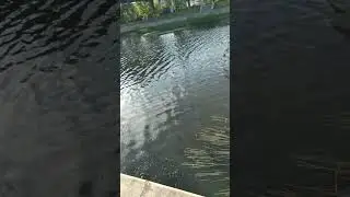 Солнечная река Орлик