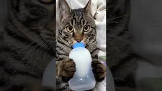Кот пьет с бутылочки