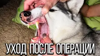Послеоперационные процедуры хаски Капеллы