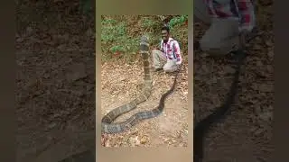 Big King Cobra Caught on Camera #kingcobra #wildlife #snake #video