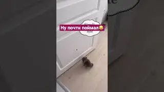 Я так старалася! #кот #котики #cat #cats #коты #catshorts