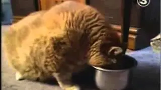 Котик немного переел!!!!это страшно