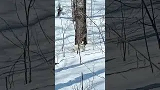 Щенок второй раз в лесу